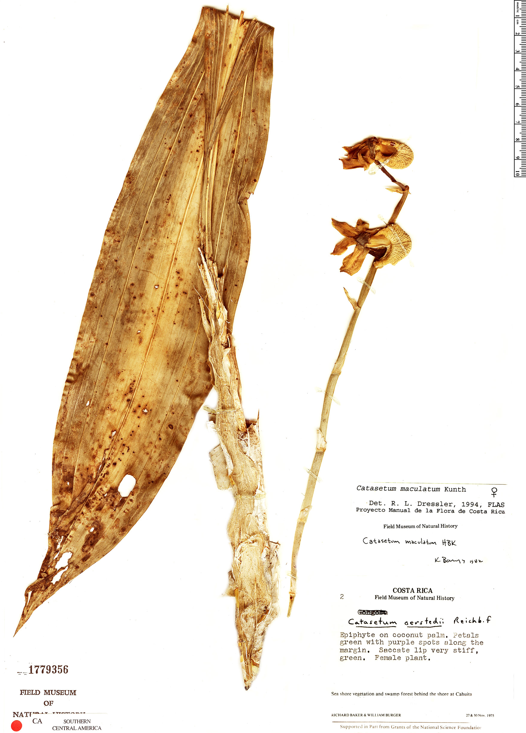 Catasetum maculatum image