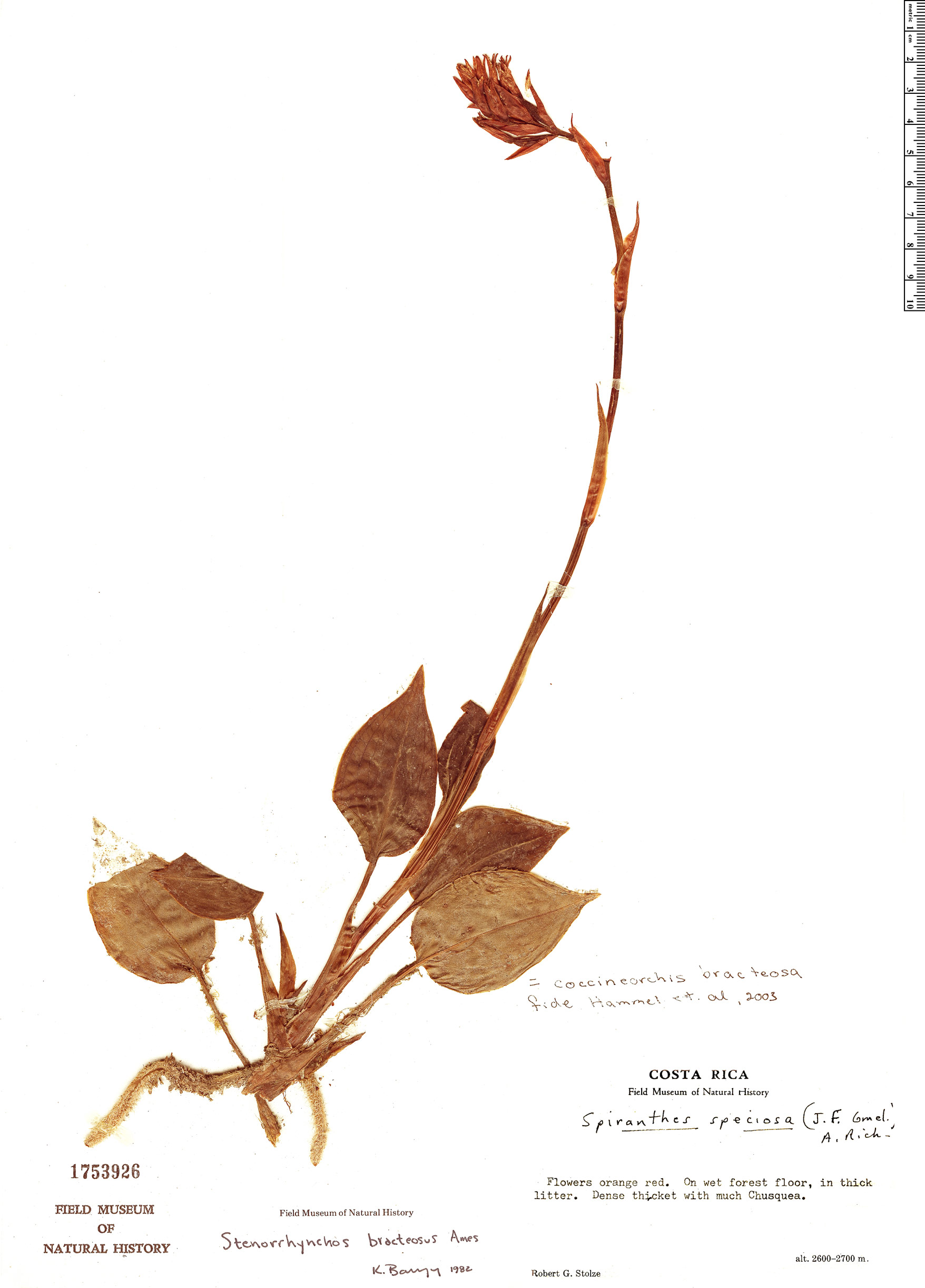Coccineorchis image