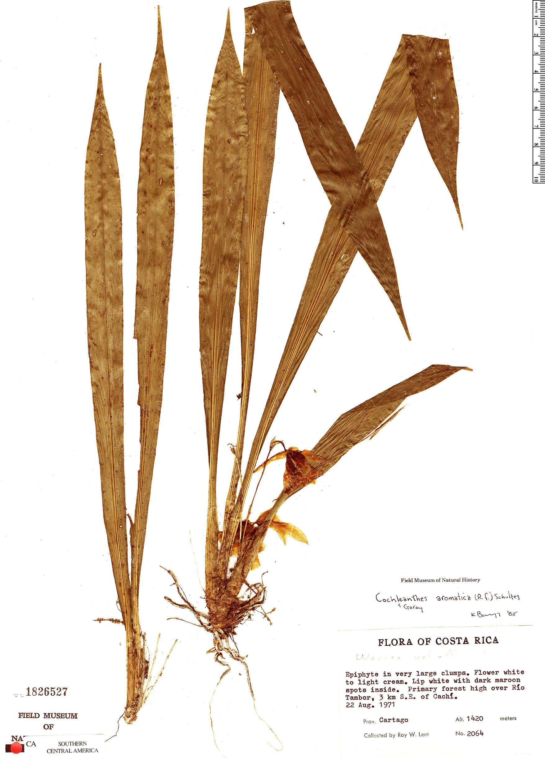 Cochleanthes image