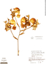 Coryanthes hunteriana image