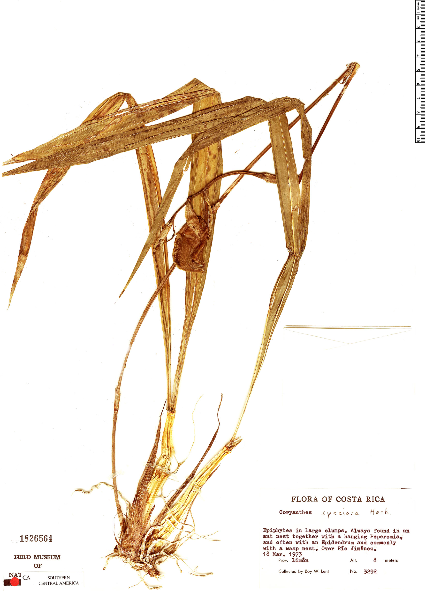 Coryanthes speciosa image