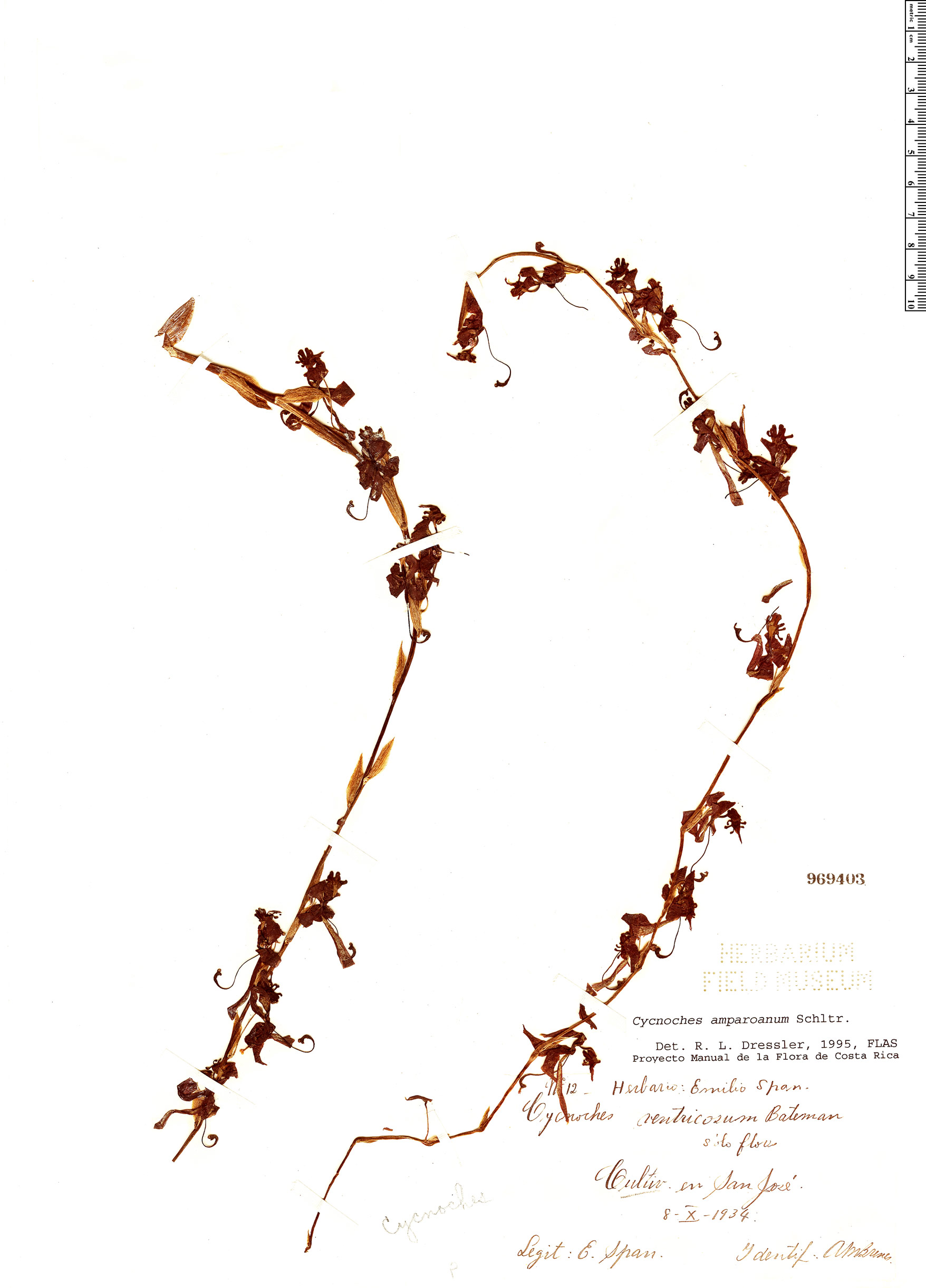 Cycnoches amparoanum image