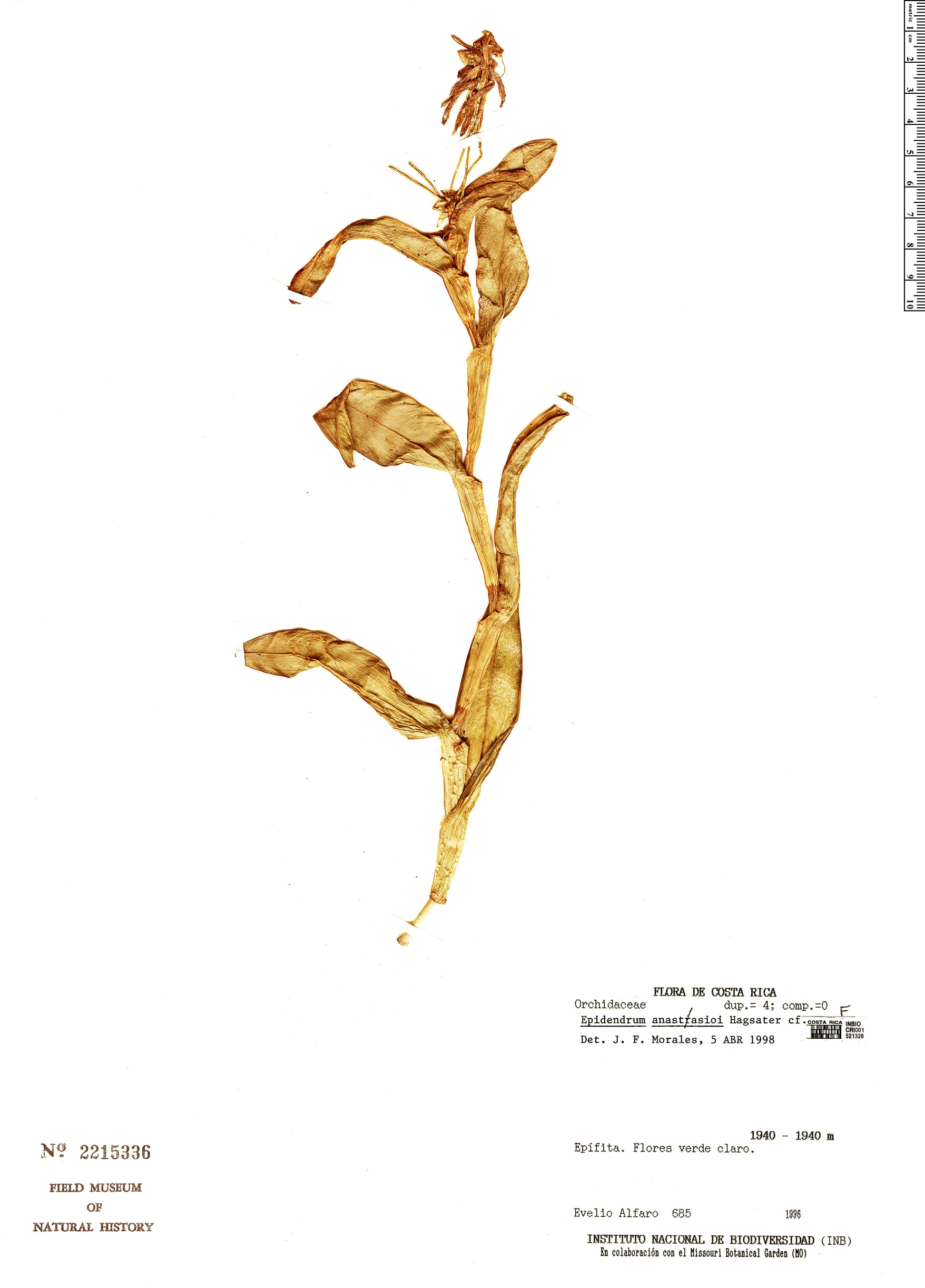 Epidendrum anastasioi image
