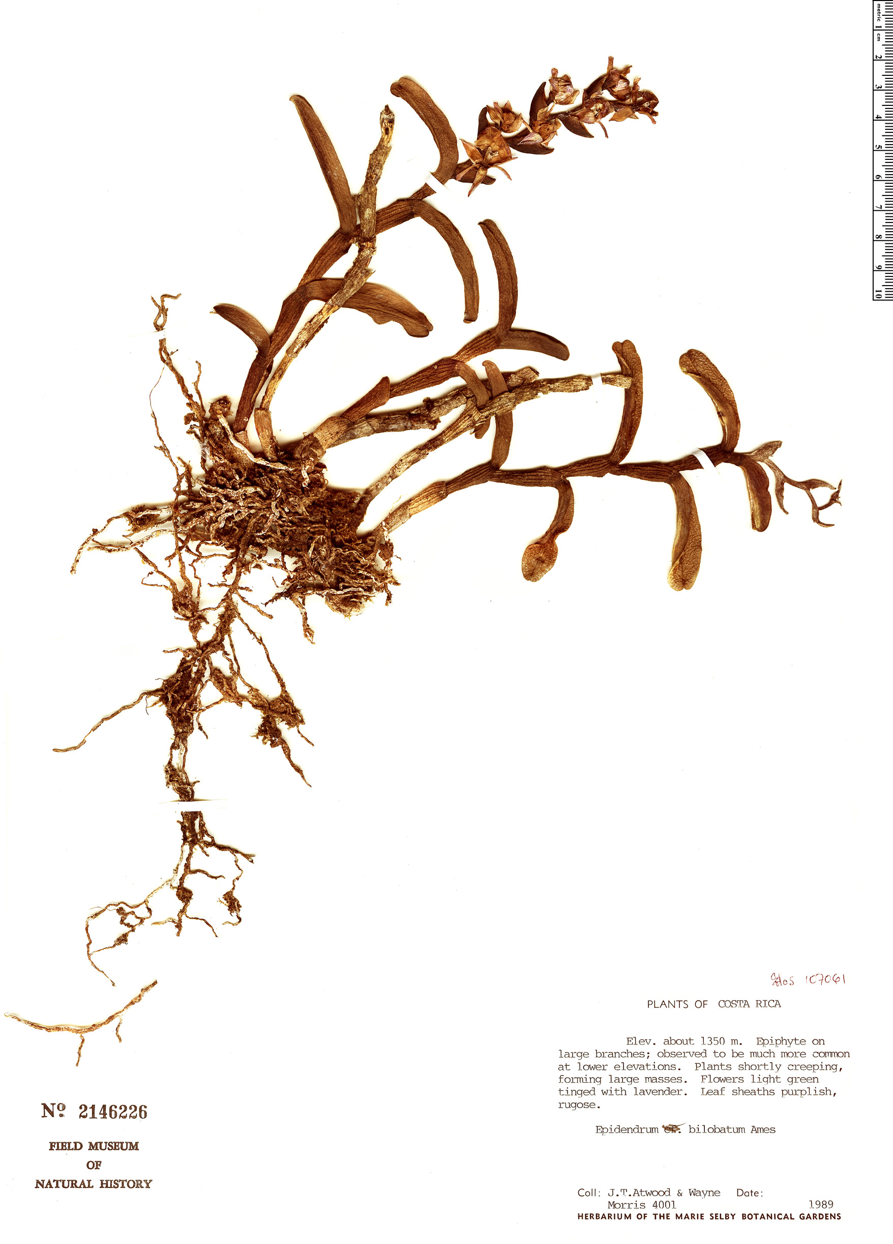 Epidendrum bilobatum image