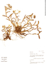Epidendrum firmum image