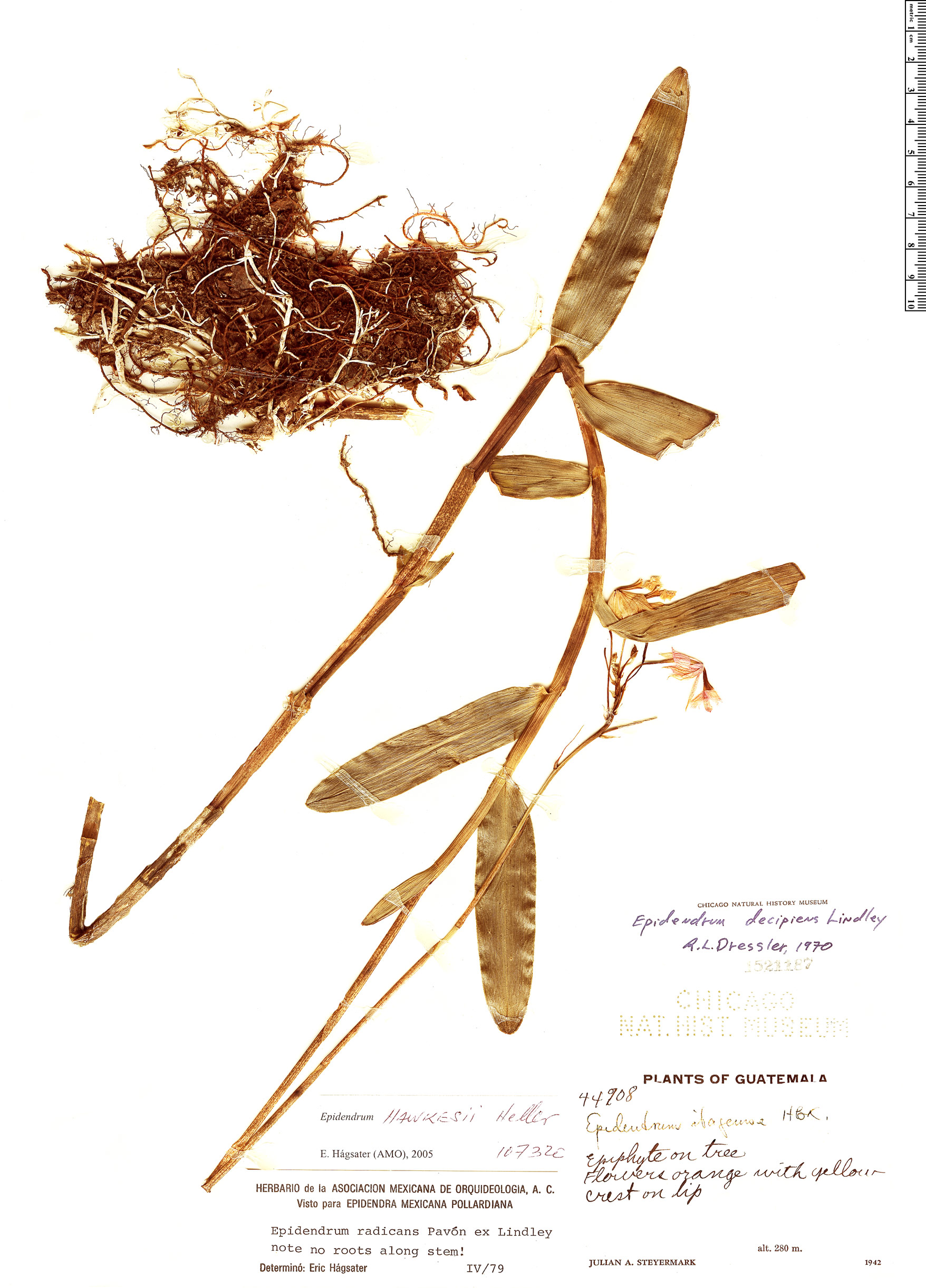 Epidendrum hawkesii image