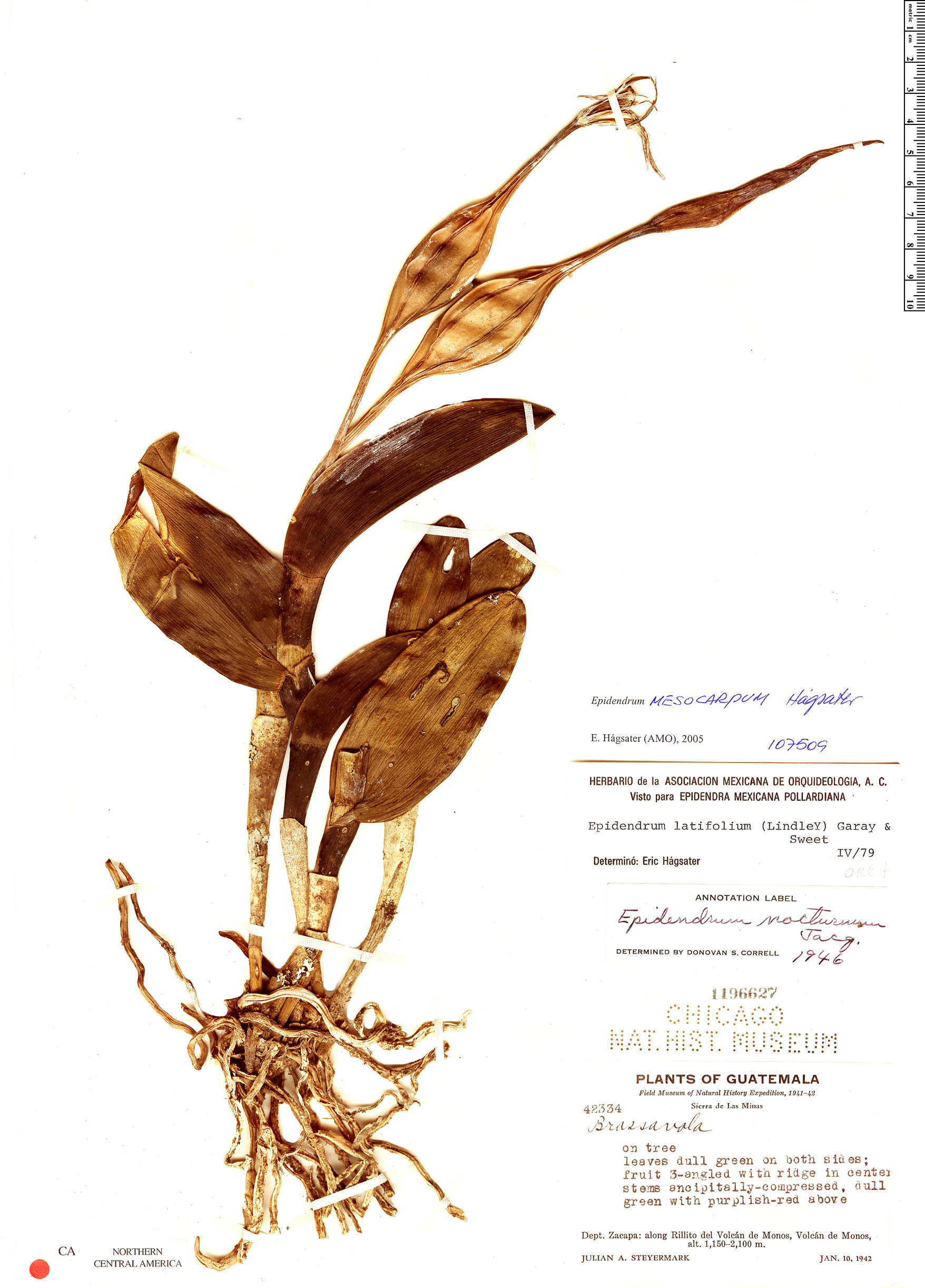 Epidendrum mesocarpum image