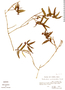 Epidendrum pentadactylum image