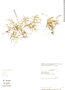 Epidendrum sancti-ramoni image