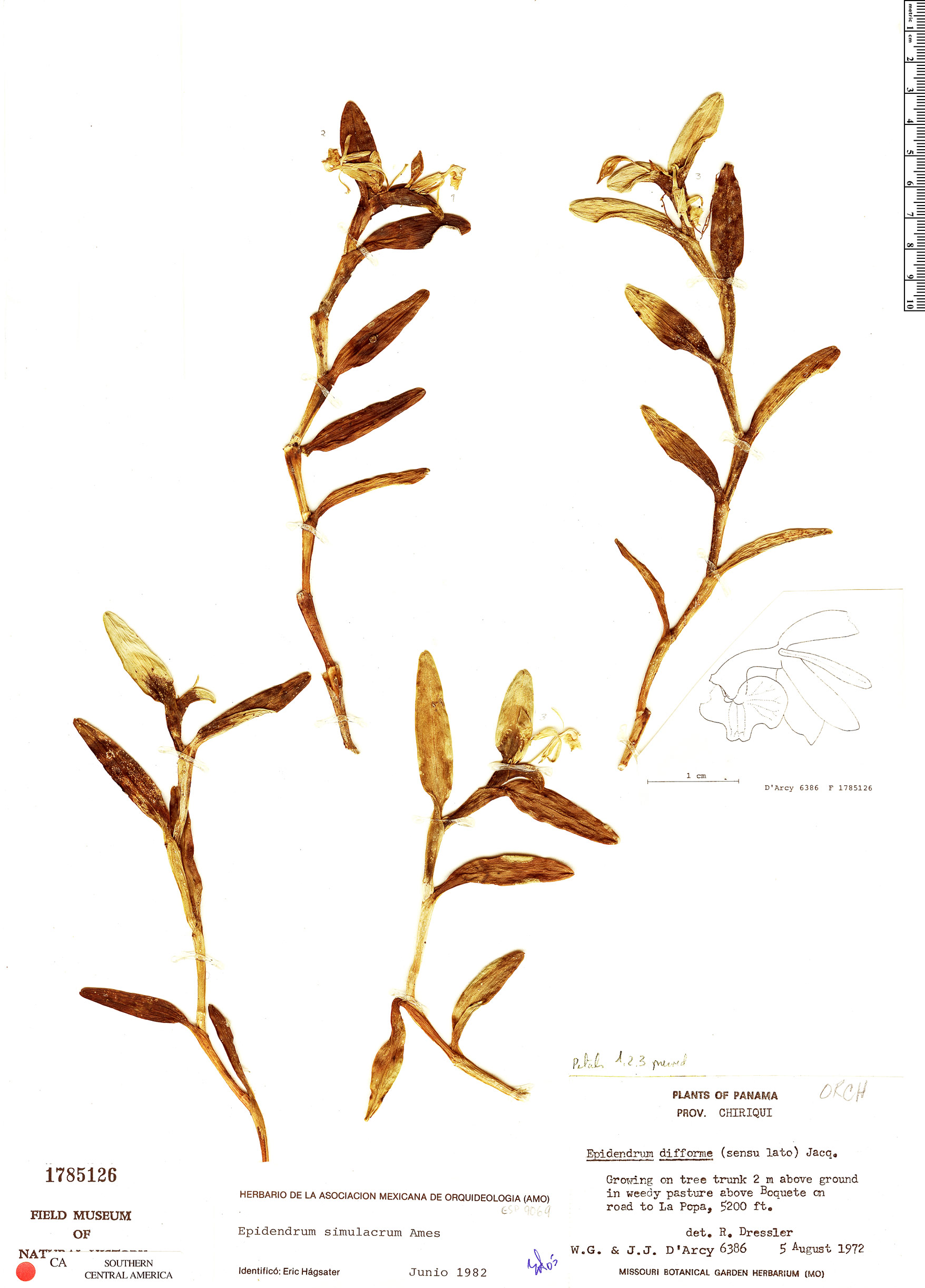 Epidendrum simulacrum image