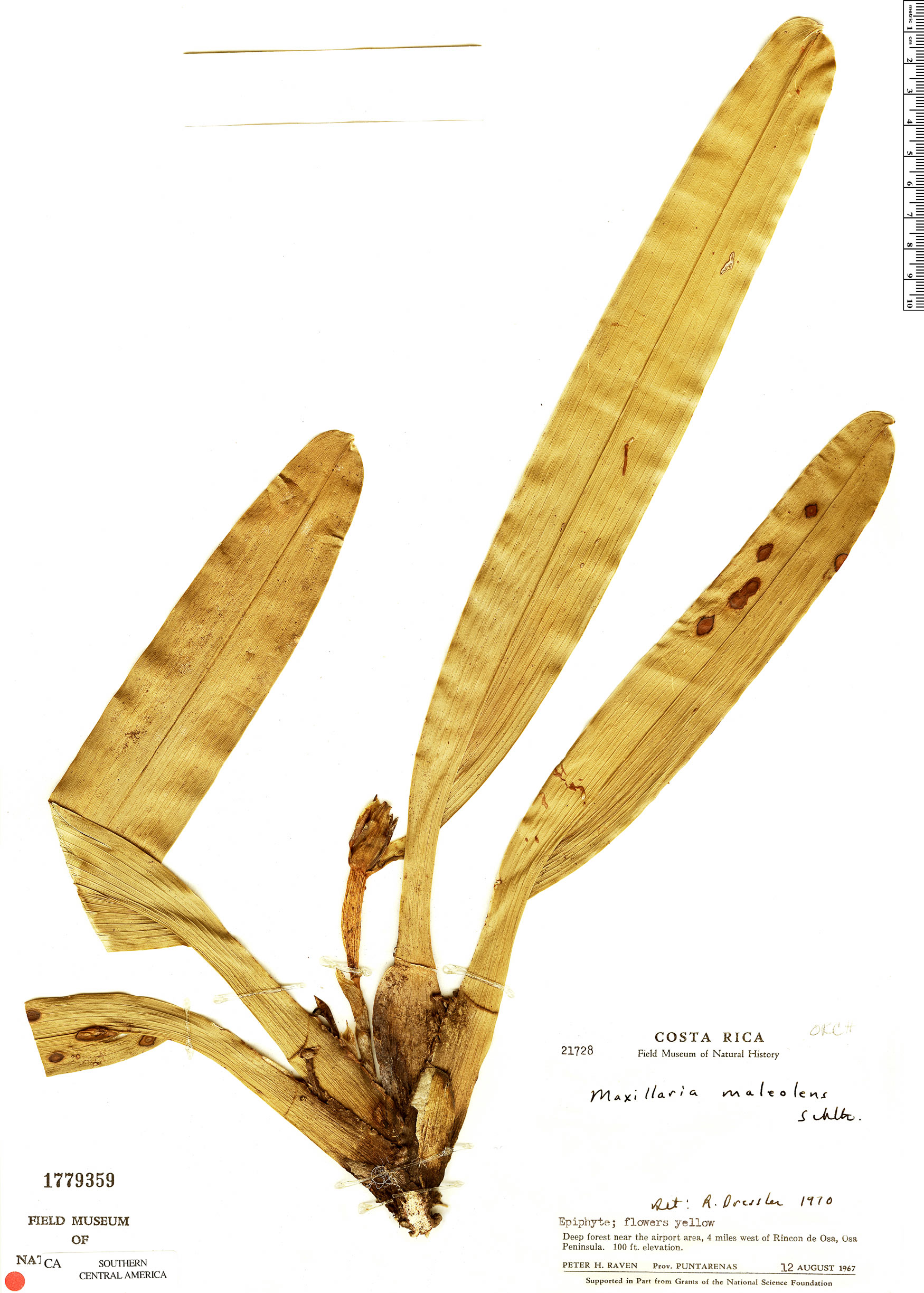 Maxillaria maleolens image