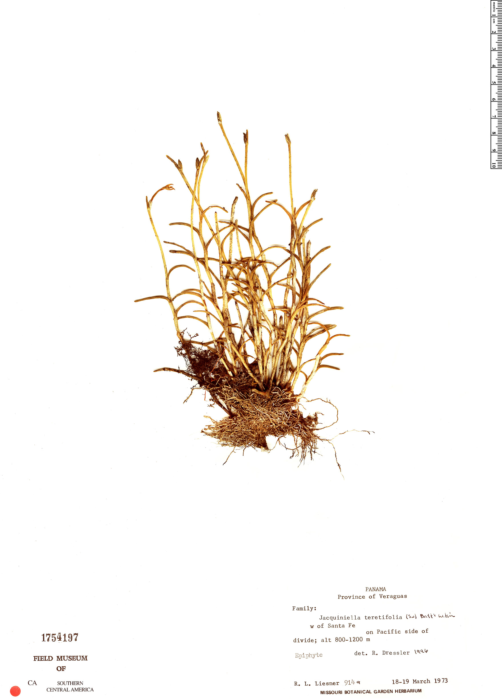 Jacquiniella teretifolia image