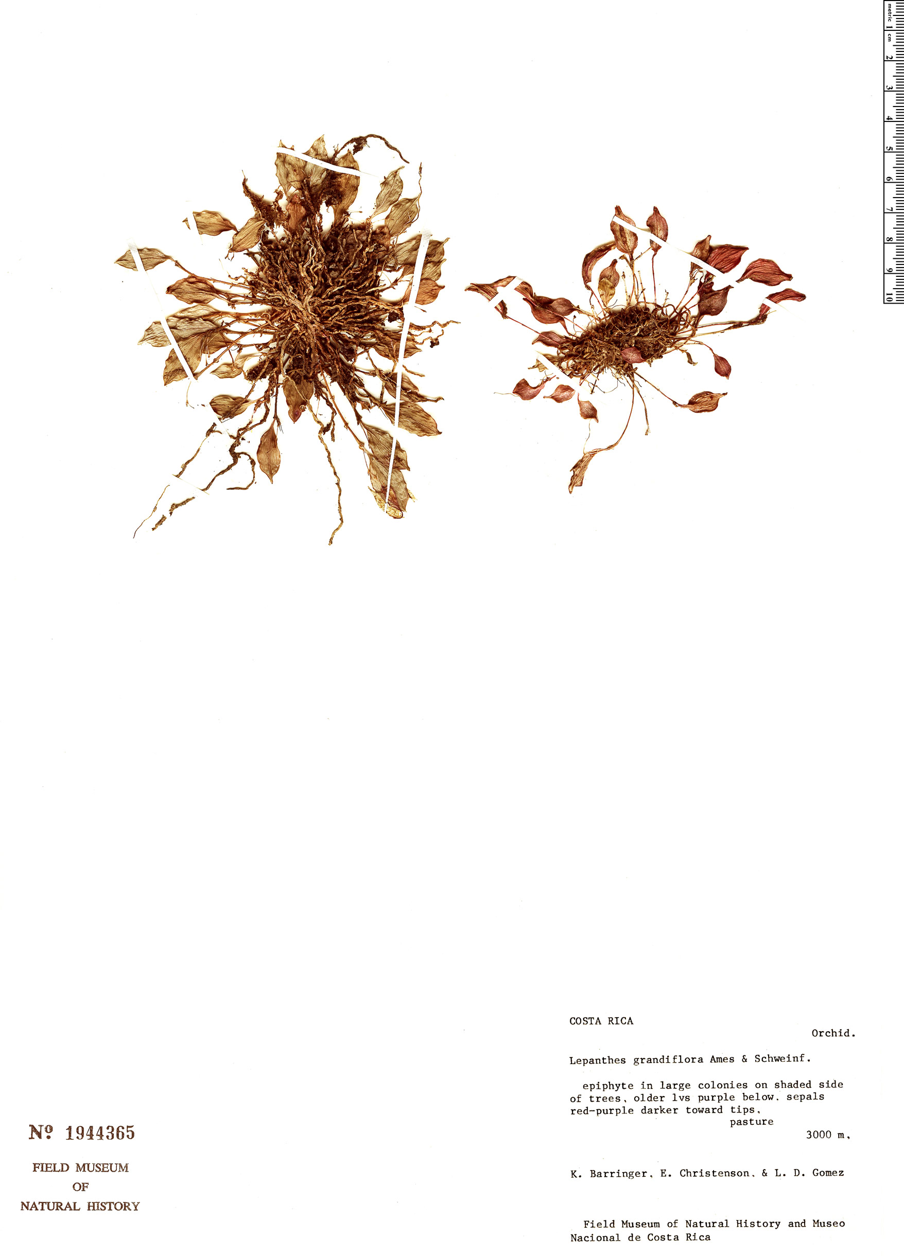 Lepanthes grandiflora image