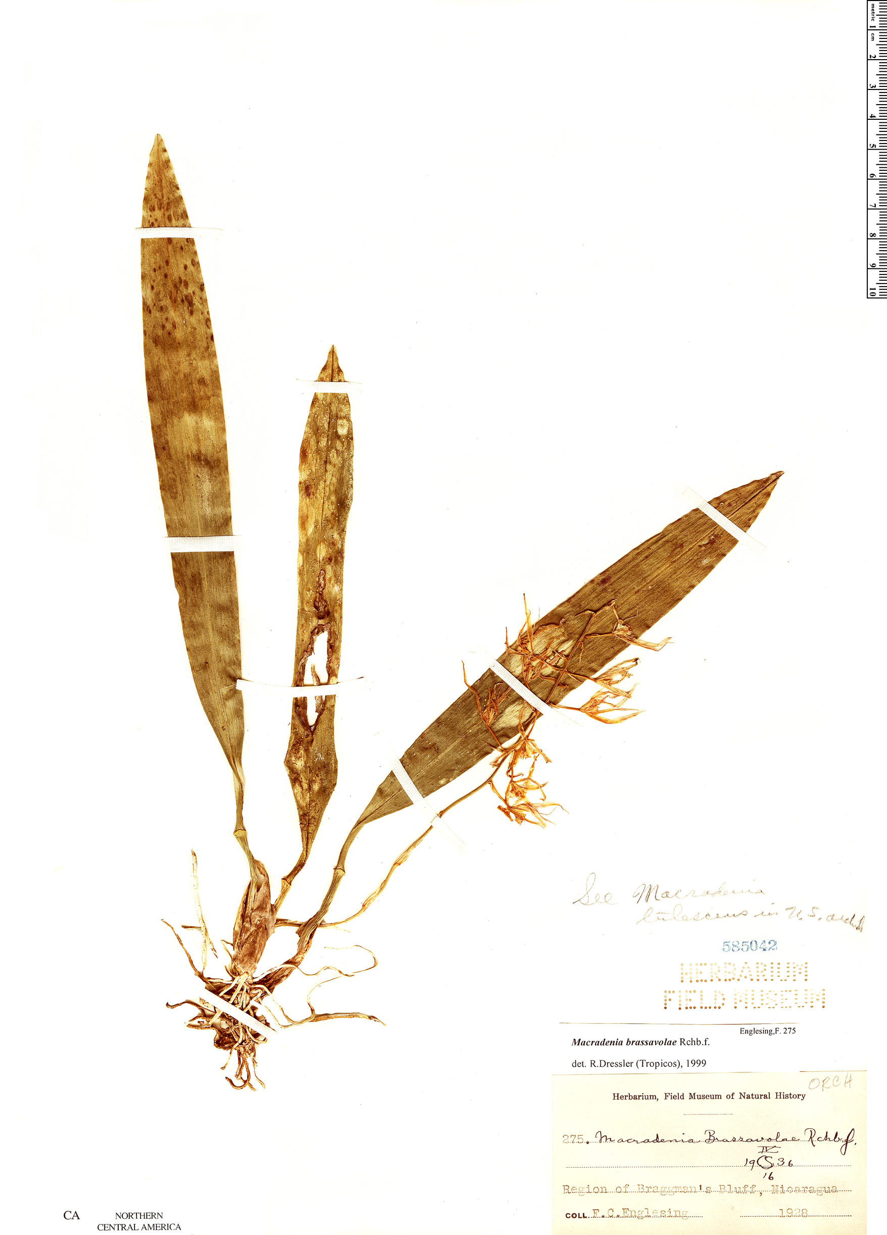 Macradenia brassavolae image