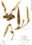 Maxillaria horichii image