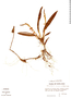 Image of Maxillaria minor