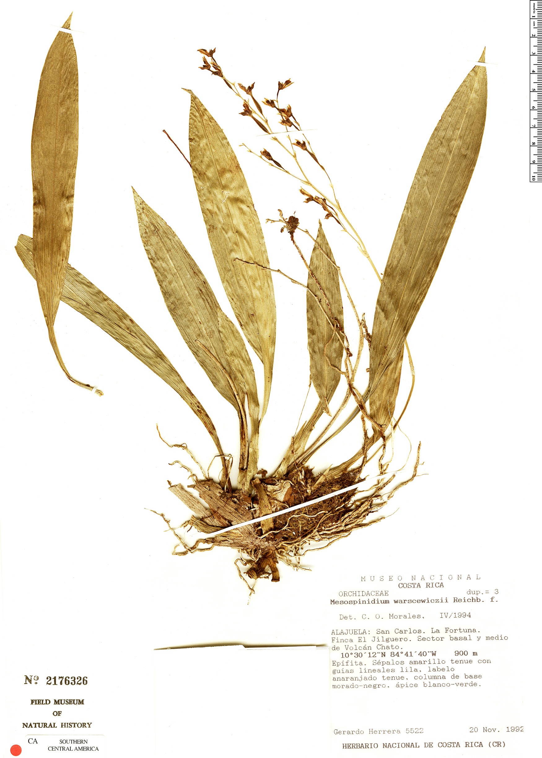Brassia endresii image