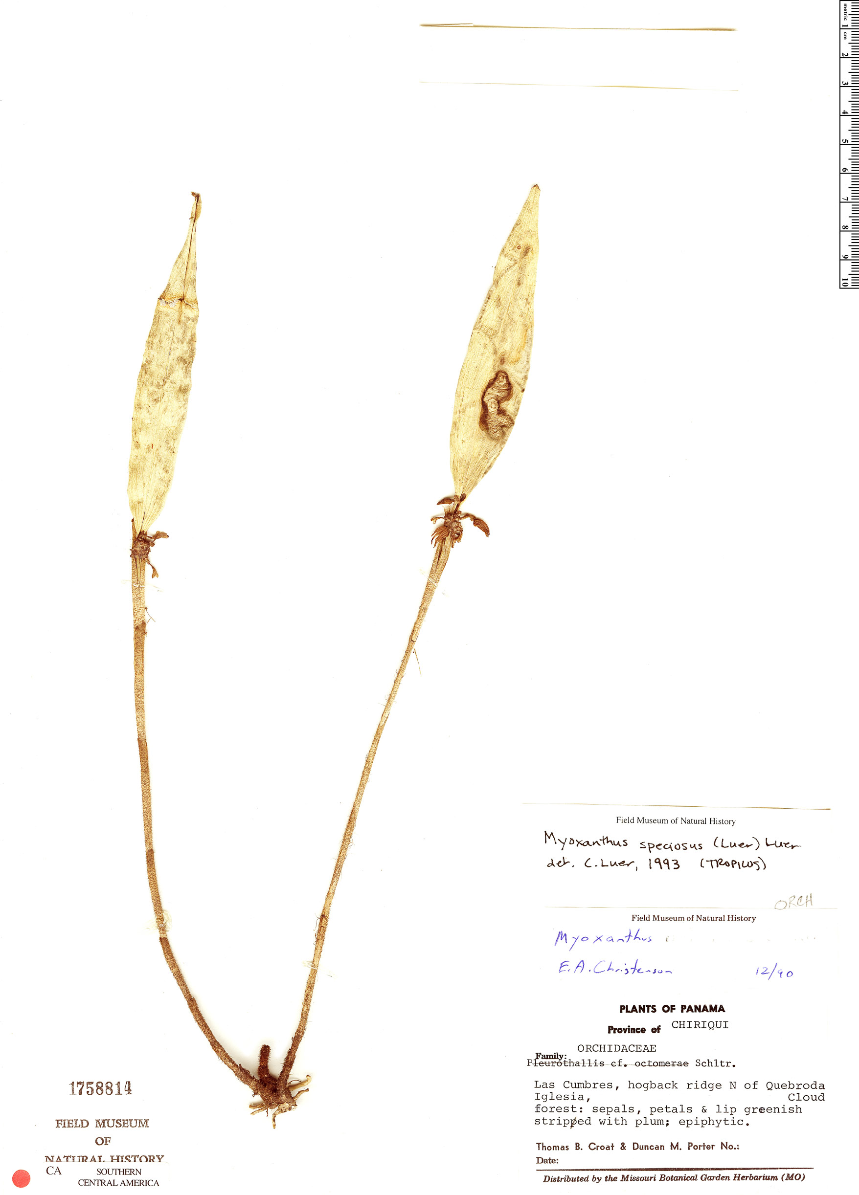 Myoxanthus speciosus image