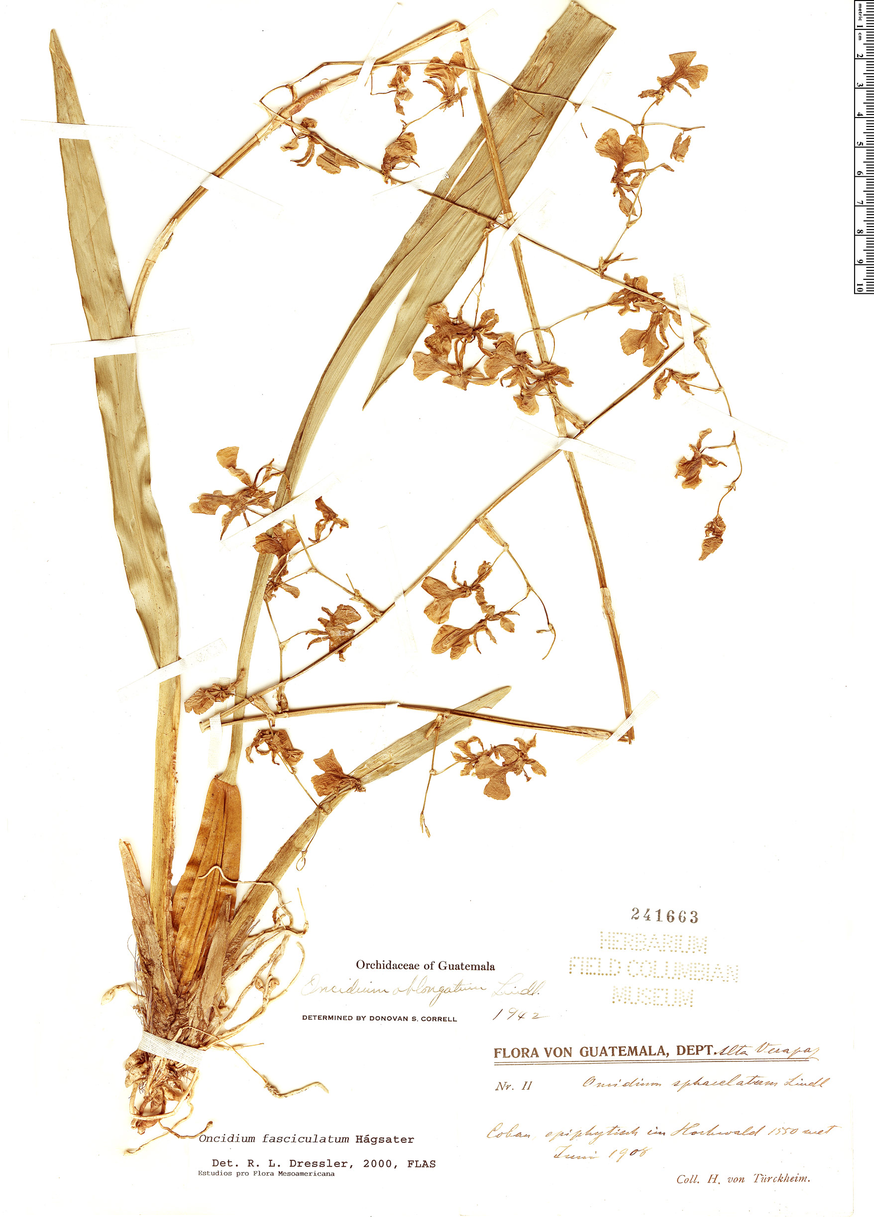 Oncidium tenuipes image