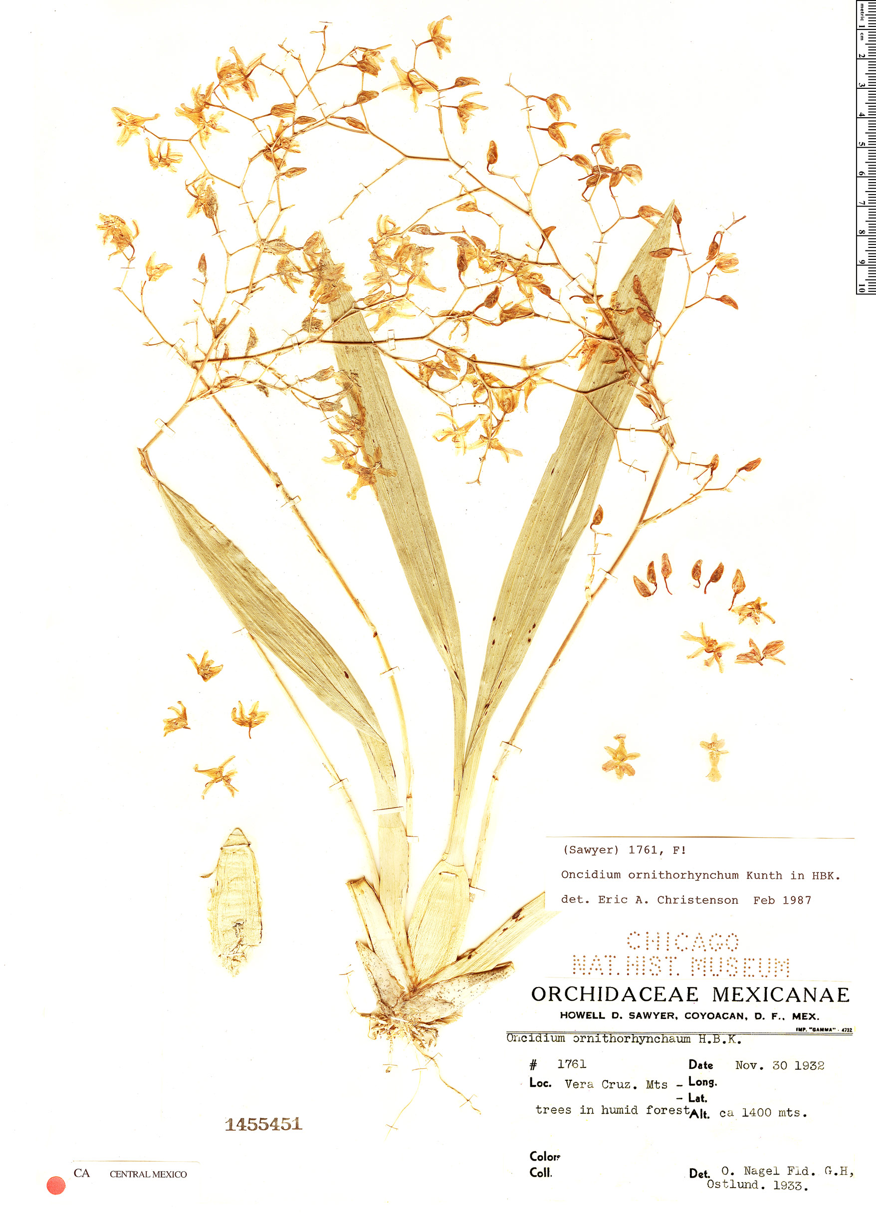 Oncidium ornithorhynchum image