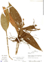 Palmorchis trilobulata image