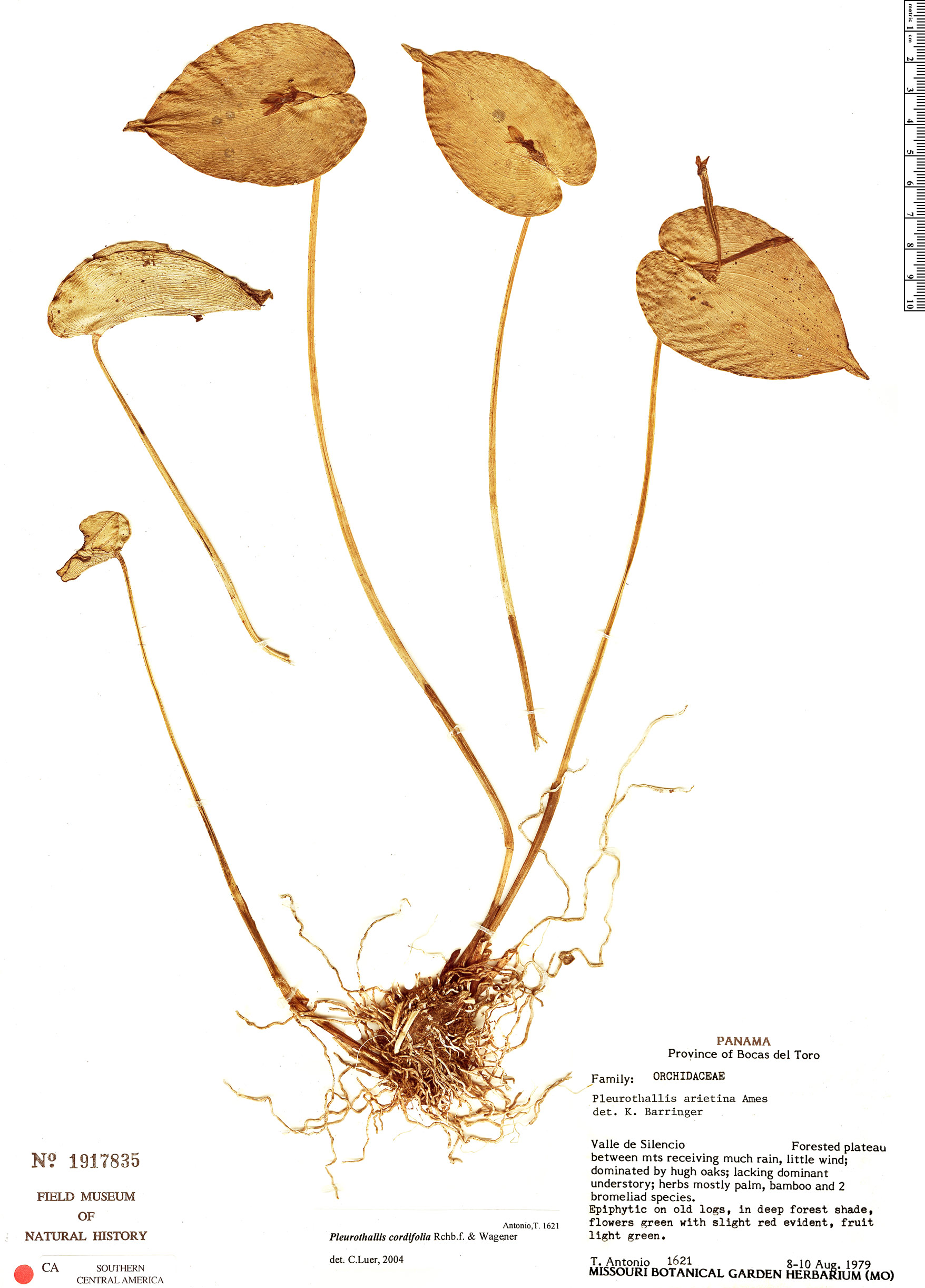 Pleurothallis cordifolia image