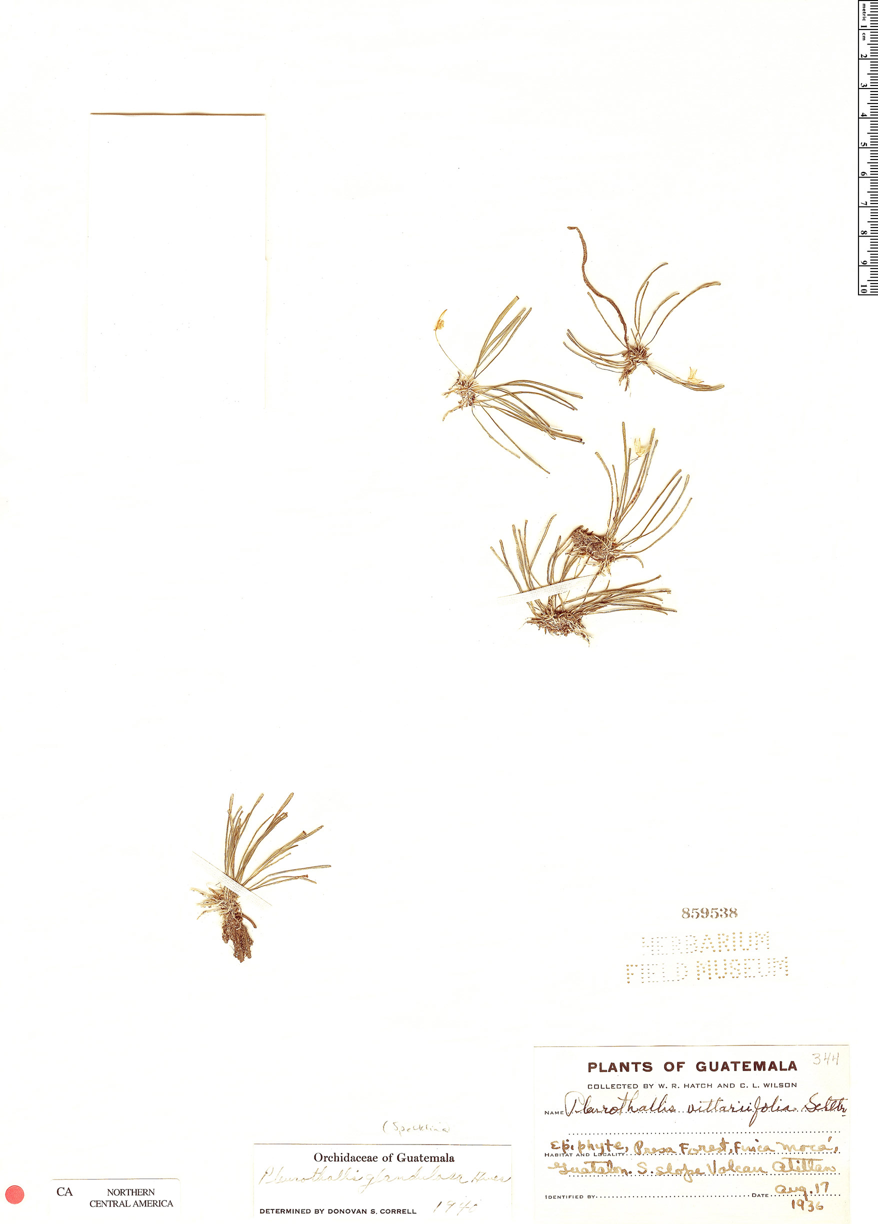Specklinia glandulosa image