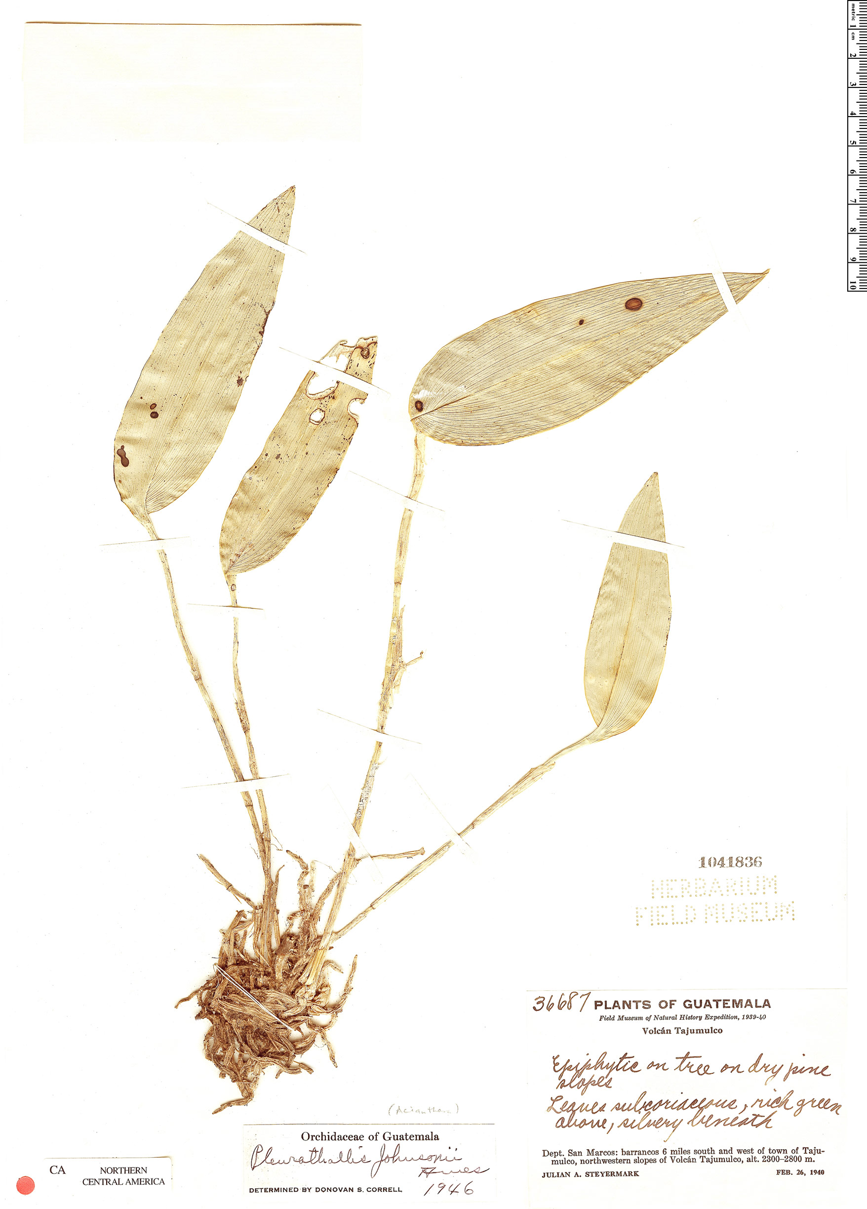 Acianthera johnsonii image