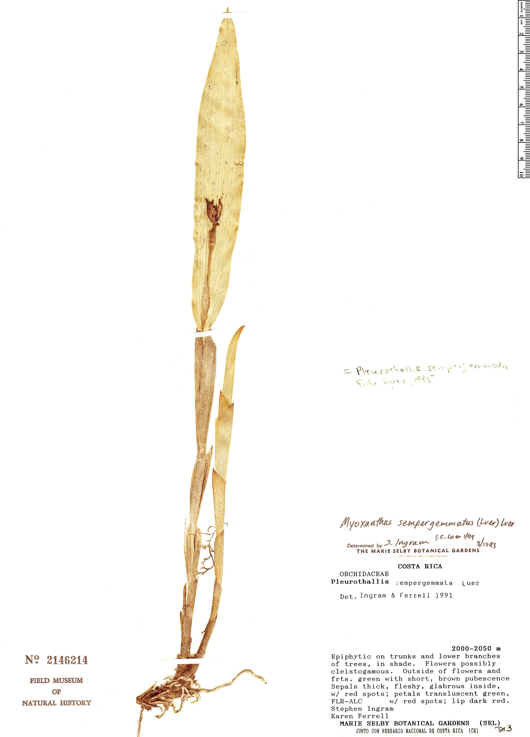Echinosepala image