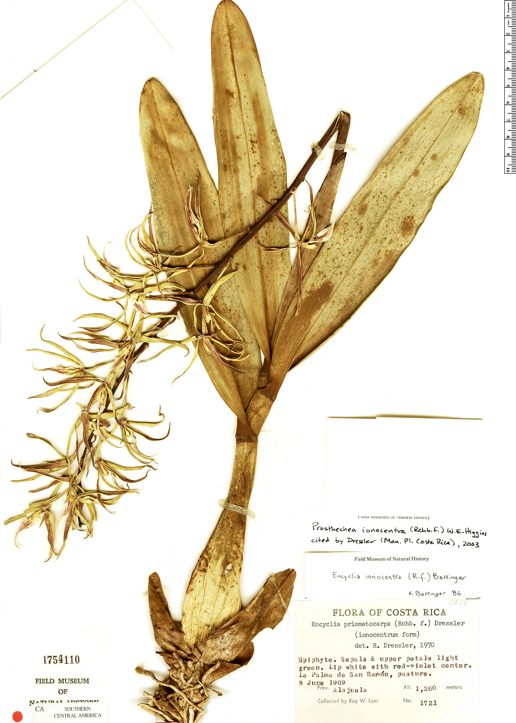 Prosthechea ionocentra image