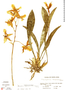 Rossioglossum schlieperianum image