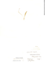 Stelis gracilis image