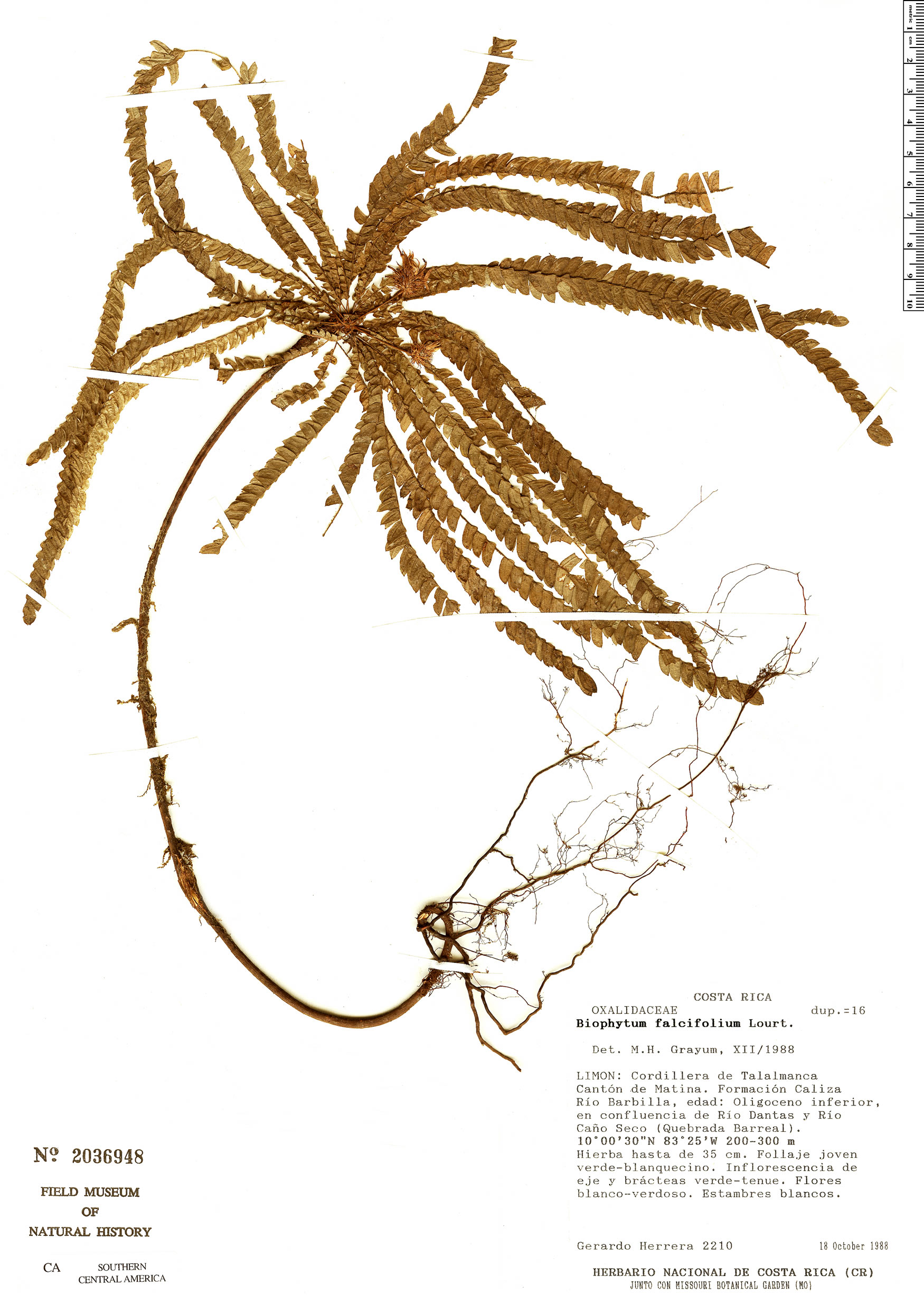 Biophytum falcifolium image