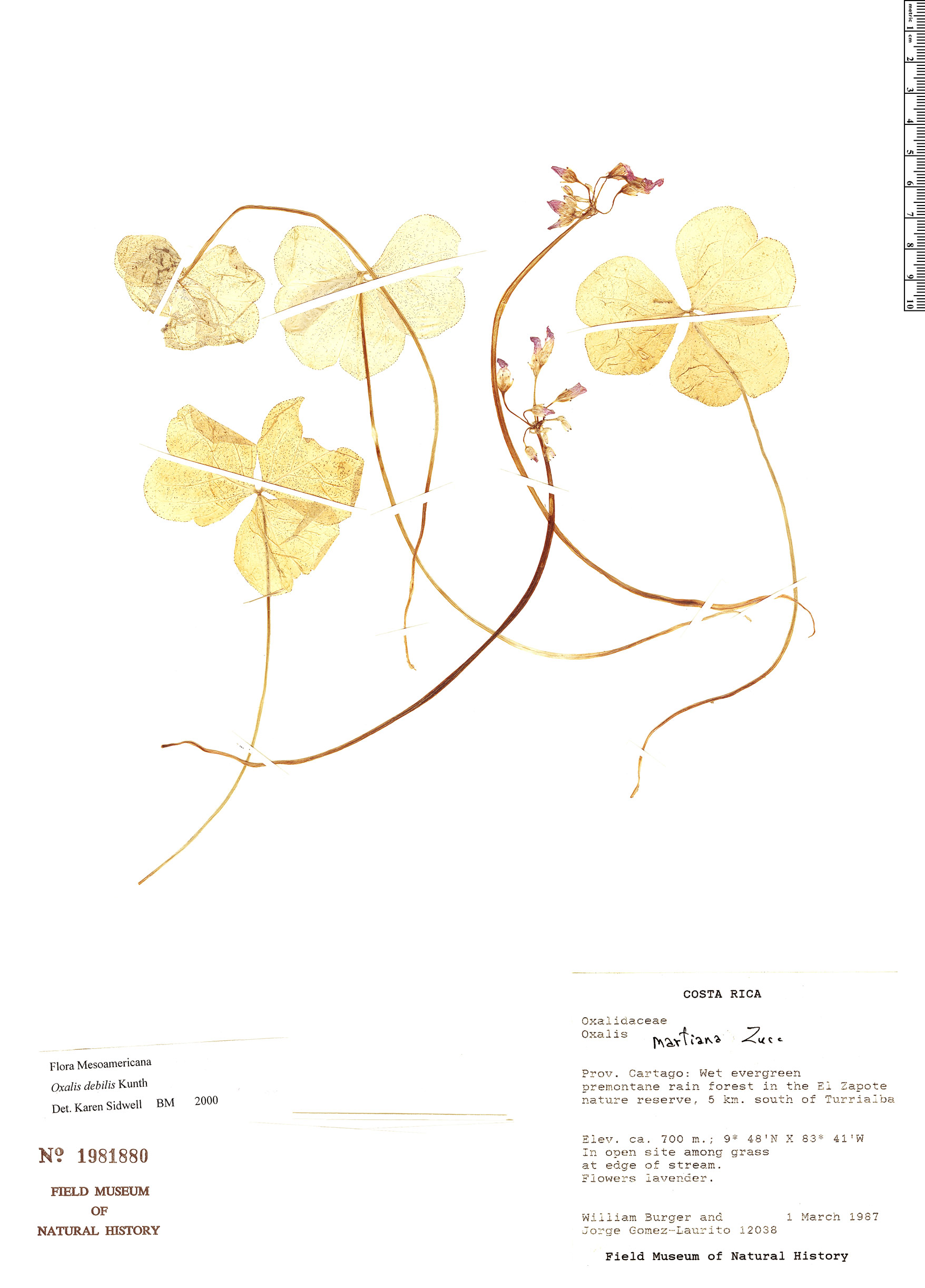 Oxalis debilis image