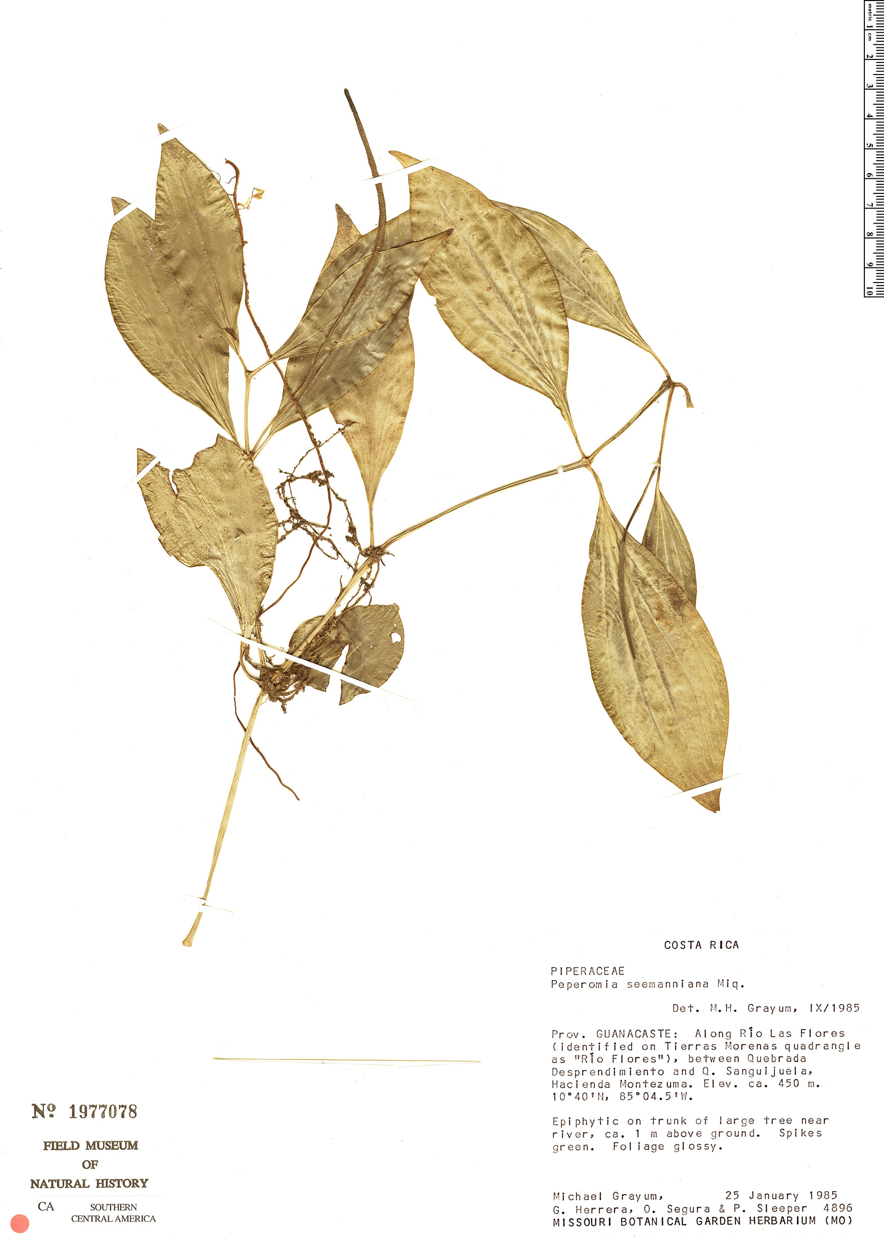Peperomia pseudopereskiifolia image