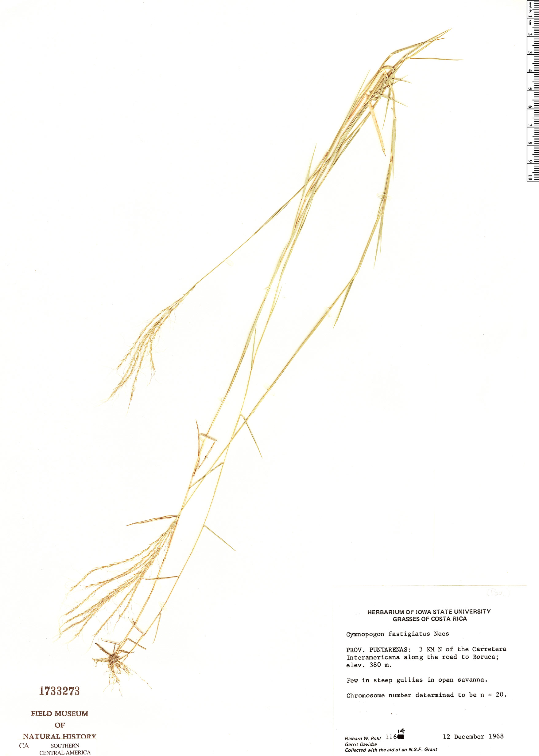 Gymnopogon fastigiatus image
