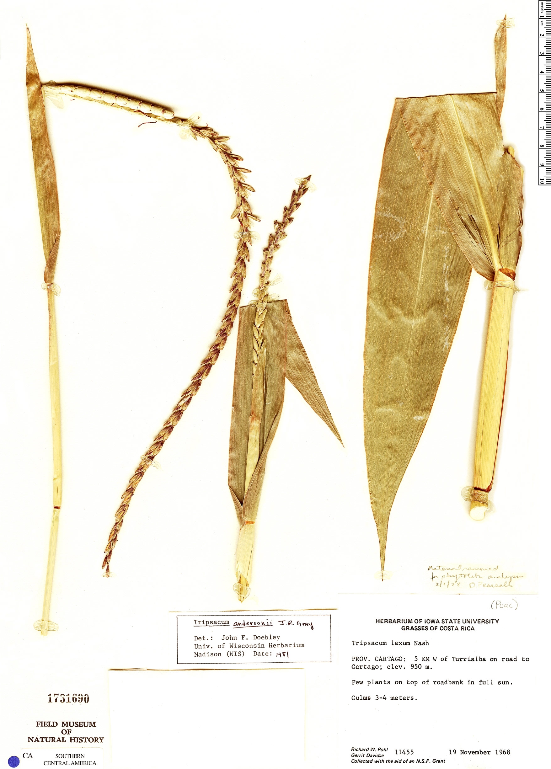 Tripsacum andersonii image