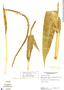 Tripsacum andersonii image