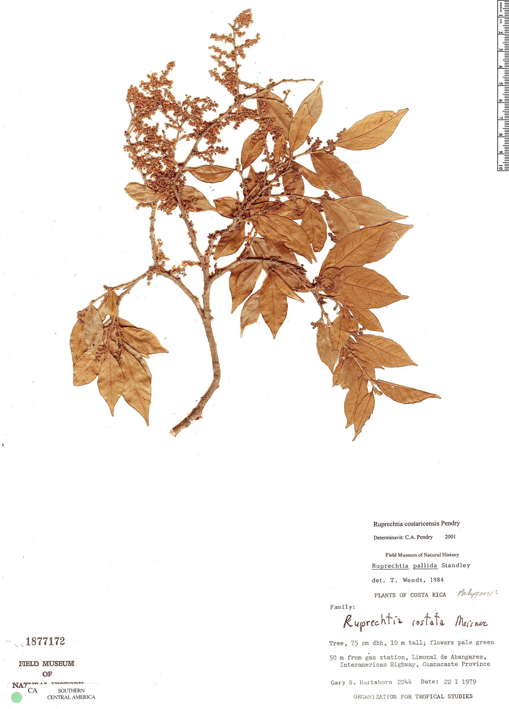 Ruprechtia costaricensis image