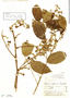 Rubus panamanus image