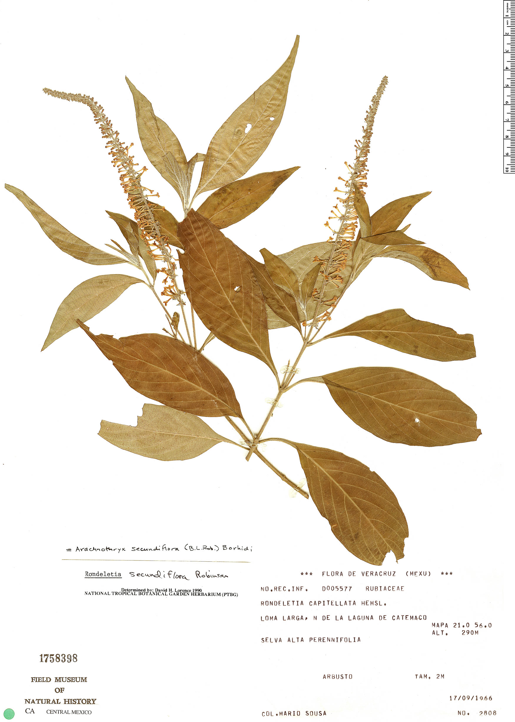 Arachnothryx secundiflora image