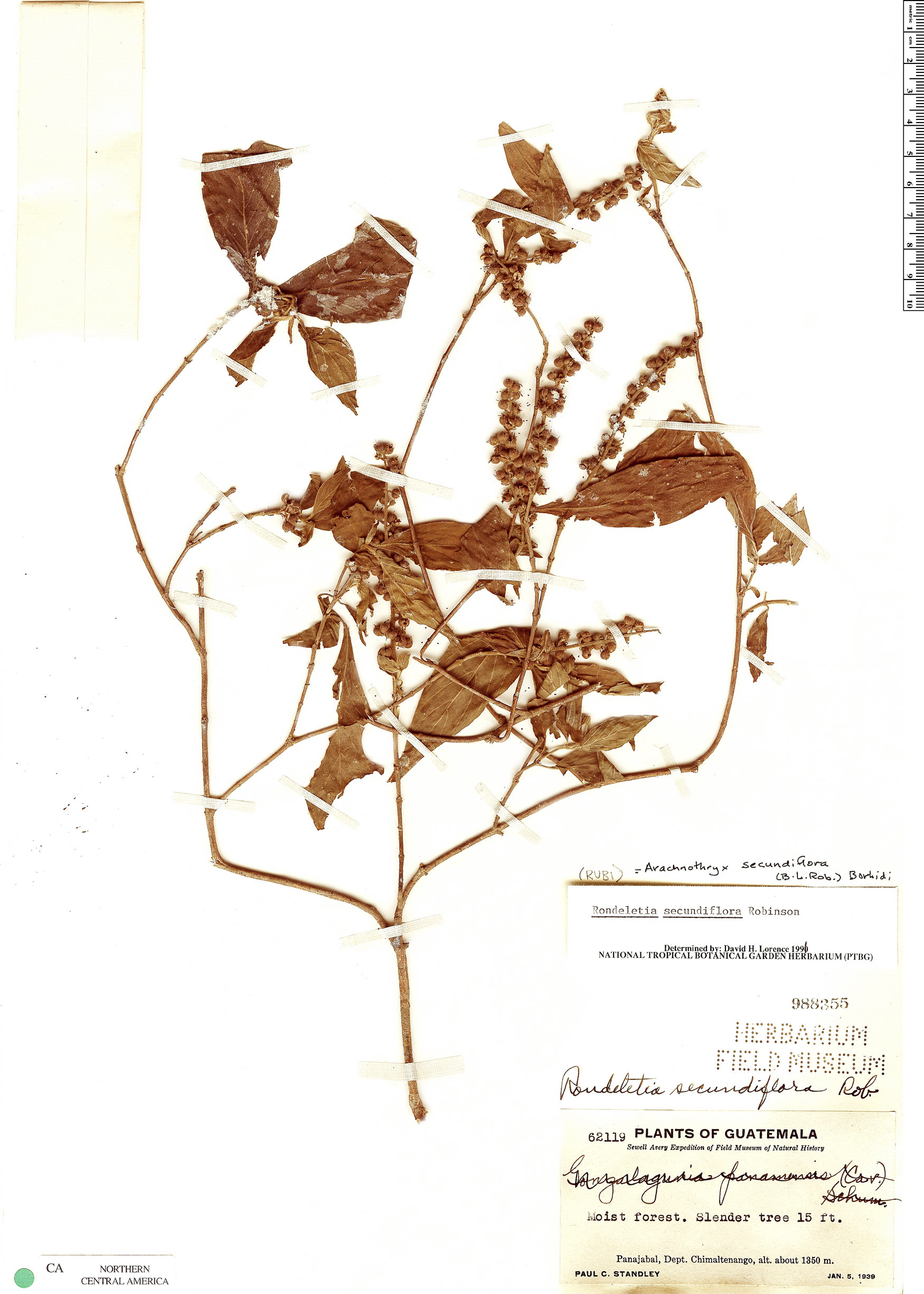 Arachnothryx secundiflora image