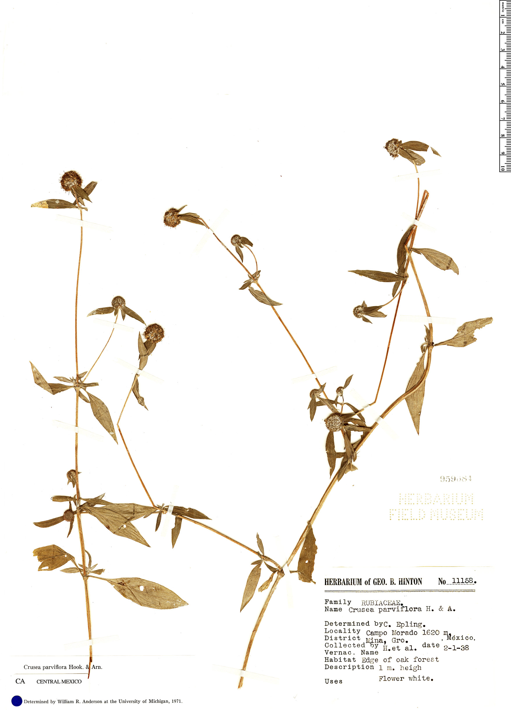 Crusea parviflora image