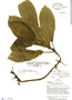 Lasianthus panamensis image