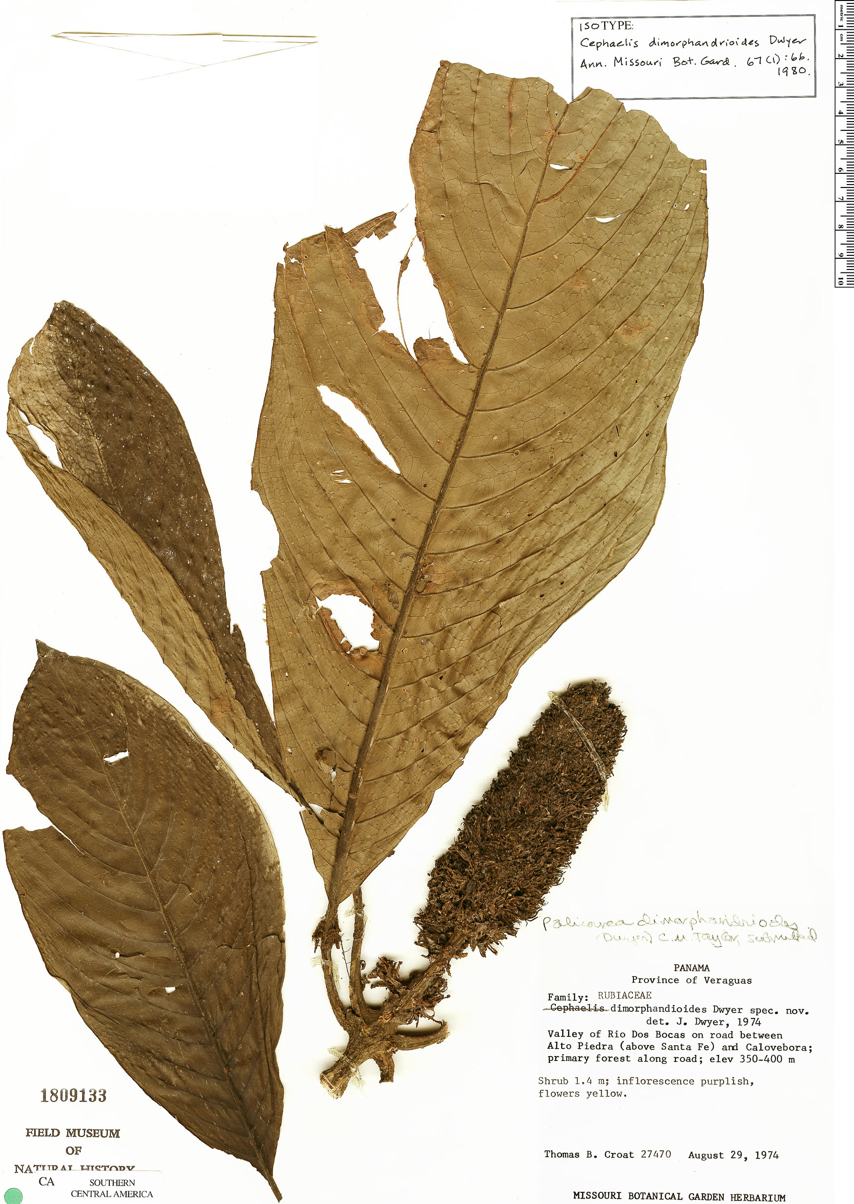 Palicourea dimorphandrioides image