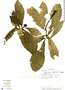 Psychotria alfaroana image