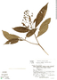 Psychotria jimenezii image
