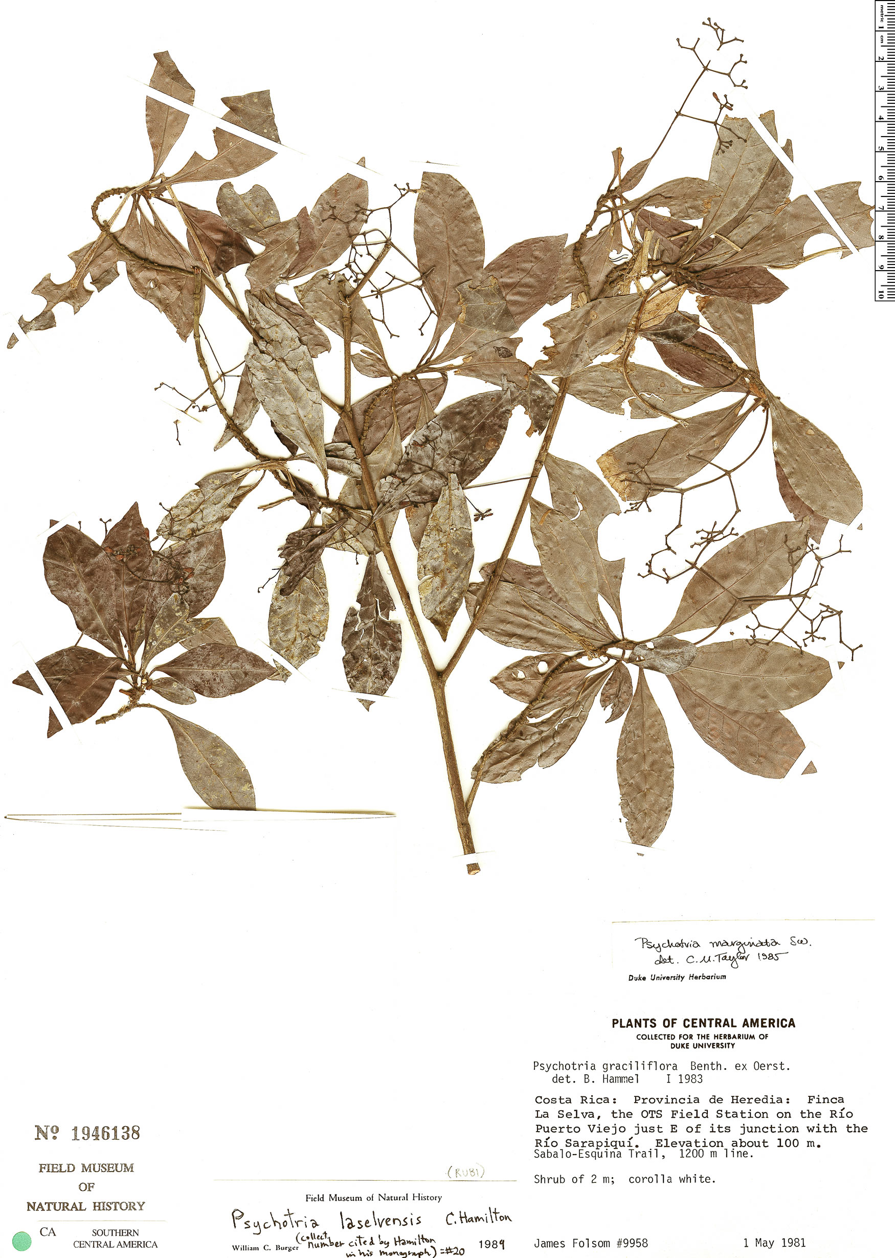 Psychotria laselvensis image