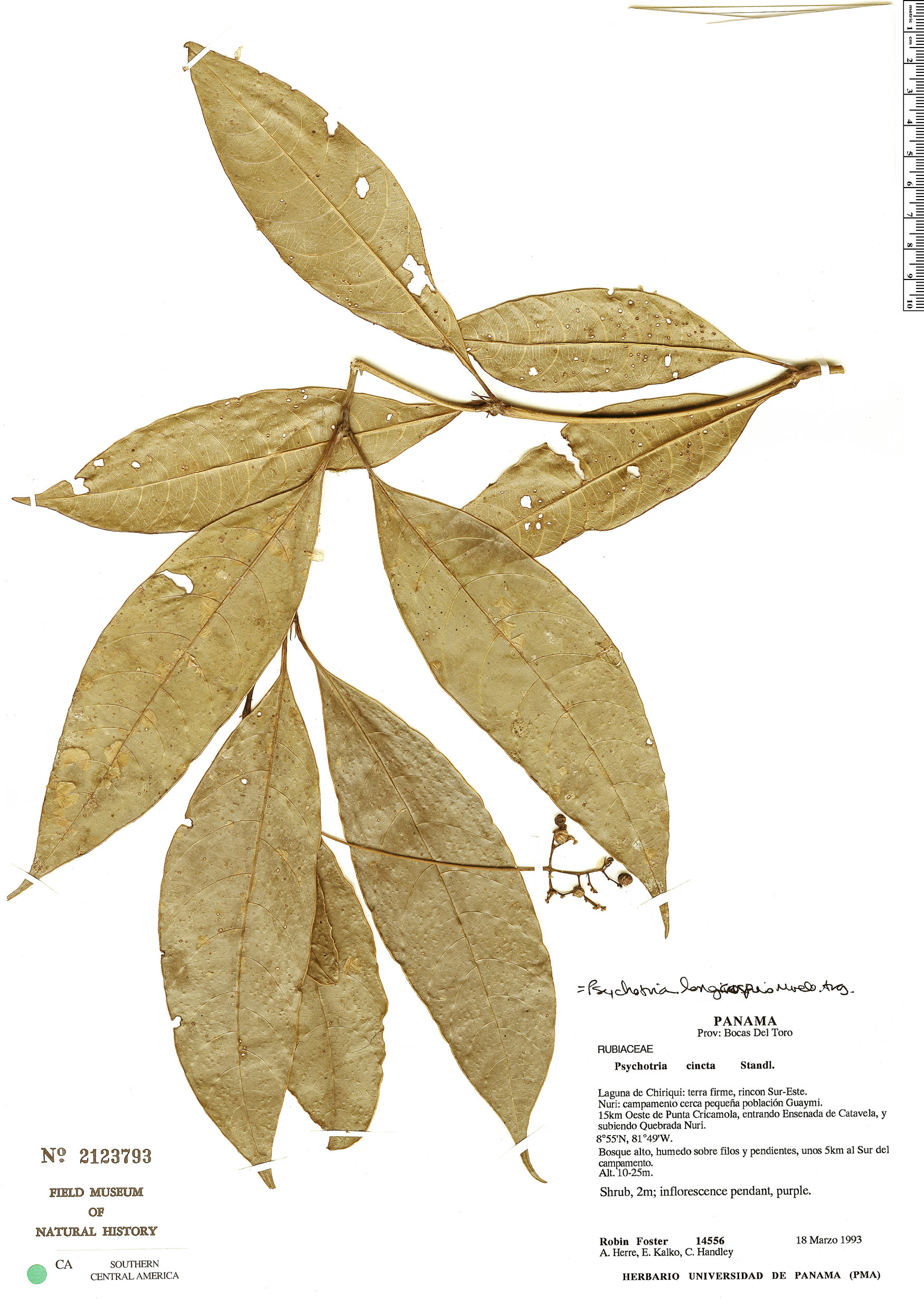Psychotria longicuspis image