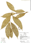 Image of Psychotria longicuspis